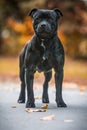 Black Staffordshire Bull Terrier