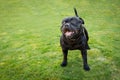 Black Staffordshire Bull Terrier standing on grass smiling looking slightly away from the camera Royalty Free Stock Photo