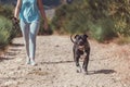 Black Staffordshire Bull Terrier walking with its owner on a path through the greenery Royalty Free Stock Photo