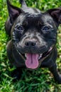 Black Staffordshire Terrier Royalty Free Stock Photo