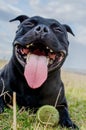 Black Staffordshire Terrier Royalty Free Stock Photo