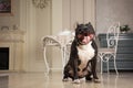 Black staffordshire terrier or pit bull seatting at the vintage interior Royalty Free Stock Photo