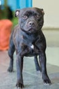 Black staffordshire terrier Royalty Free Stock Photo