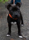 Black staffordshire terrier young dog on leash Royalty Free Stock Photo