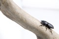 The black stag beetle