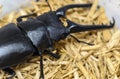 Black Stag Beetle Close-Up on Straw