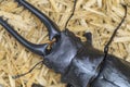 Black Stag Beetle Close-Up Top View on Straw Royalty Free Stock Photo