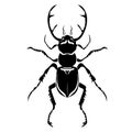 Black stag beetle Royalty Free Stock Photo