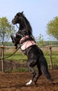 Black stallion Royalty Free Stock Photo