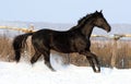 Black stallion Royalty Free Stock Photo