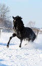 Black stallion Royalty Free Stock Photo