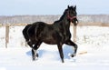 Black stallion Royalty Free Stock Photo