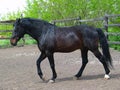 Black Stallion Royalty Free Stock Photo