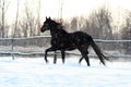 Black stallion Royalty Free Stock Photo