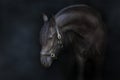 Black stallion on dark background Royalty Free Stock Photo