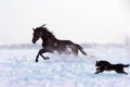 Black Stallion and a dog Royalty Free Stock Photo