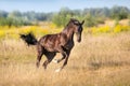 Black stallion free in motion Royalty Free Stock Photo