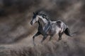 Black stallion run Royalty Free Stock Photo