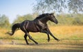 Black stallion free run Royalty Free Stock Photo