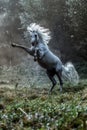 Black stallion fresian Royalty Free Stock Photo