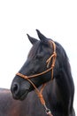 Saddle horse portrait isolated on white background Royalty Free Stock Photo