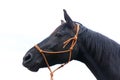 Saddle horse portrait isolated on white background Royalty Free Stock Photo