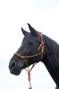 Saddle horse portrait isolated on white background Royalty Free Stock Photo