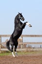 Black stallion on the hind legs