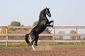 Black stallion on the hind legs