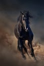 Black stallion horse Royalty Free Stock Photo