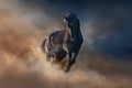 Black stallion horse Royalty Free Stock Photo