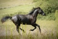 Black stallion horse galloping across a meadow Royalty Free Stock Photo