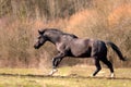 Black stallion horse run free and galloping in meadow Royalty Free Stock Photo