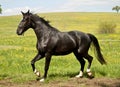 Black stallion Royalty Free Stock Photo