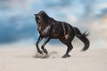 Black stallion in desert Royalty Free Stock Photo