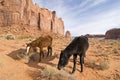 Black stallion in Monument Valley Royalty Free Stock Photo
