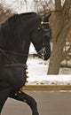 Black Stallion Portrait Royalty Free Stock Photo