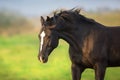 Black stallion portrait Royalty Free Stock Photo