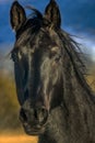 Black Stallion Portrait near Collbran, Colorado Royalty Free Stock Photo