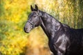 Black stallion portrait outdoor Royalty Free Stock Photo