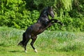 Black Stallion Prancing