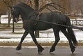 Black Stallion Pulling - some motion blur Royalty Free Stock Photo
