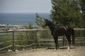 Black stallion on the ranch Royalty Free Stock Photo