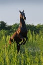 Black stallion rearing up Royalty Free Stock Photo