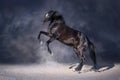 Dark horse against dramatic background Royalty Free Stock Photo