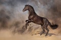 Black stallion rearing up Royalty Free Stock Photo