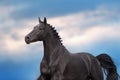 Black stallion  run Royalty Free Stock Photo