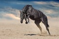 Black stallion run Royalty Free Stock Photo