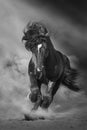 Black draft horse galloping