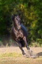 Black horse run gallop Royalty Free Stock Photo